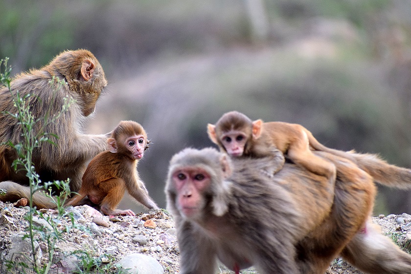 o que significa sonhar com macaco